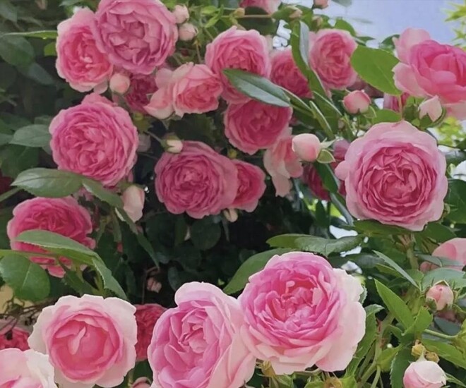 Hoa hồng rất thích “uống” thứ nước này, 15 ngày một lần, hoa nở liên tục không ngừng, bông to như cái bát - 1