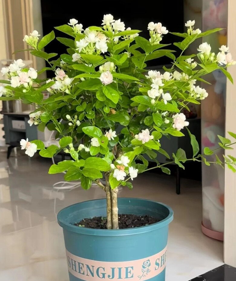 Hoa nhài có 3 &#34;công tắc nhỏ&#34;, mùa hè bật chúng lên cây sẽ nở 200 bông cùng lúc - 6