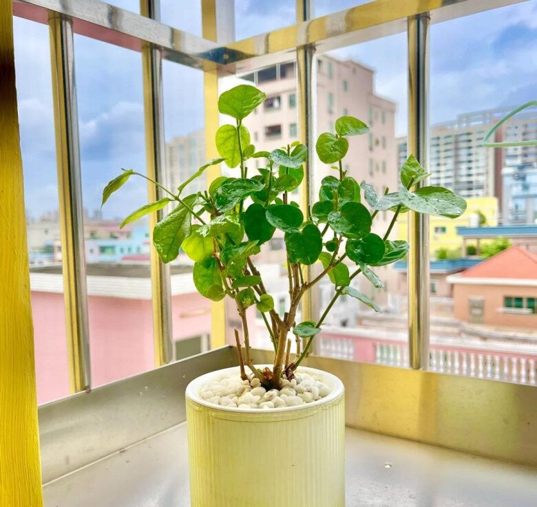 Hoa nhài có 3 &#34;công tắc nhỏ&#34;, mùa hè bật chúng lên cây sẽ nở 200 bông cùng lúc - 7