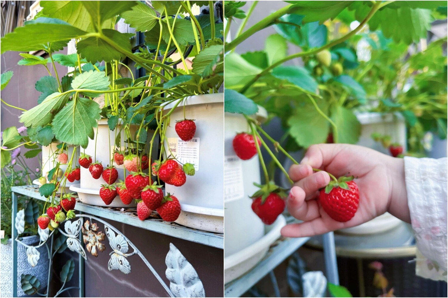 Khu vườn trên ban công 20m² của mẹ Việt ở Thượng Hải: Xuân hoa nở rực rỡ, hè rau xanh mơn mởn - 14