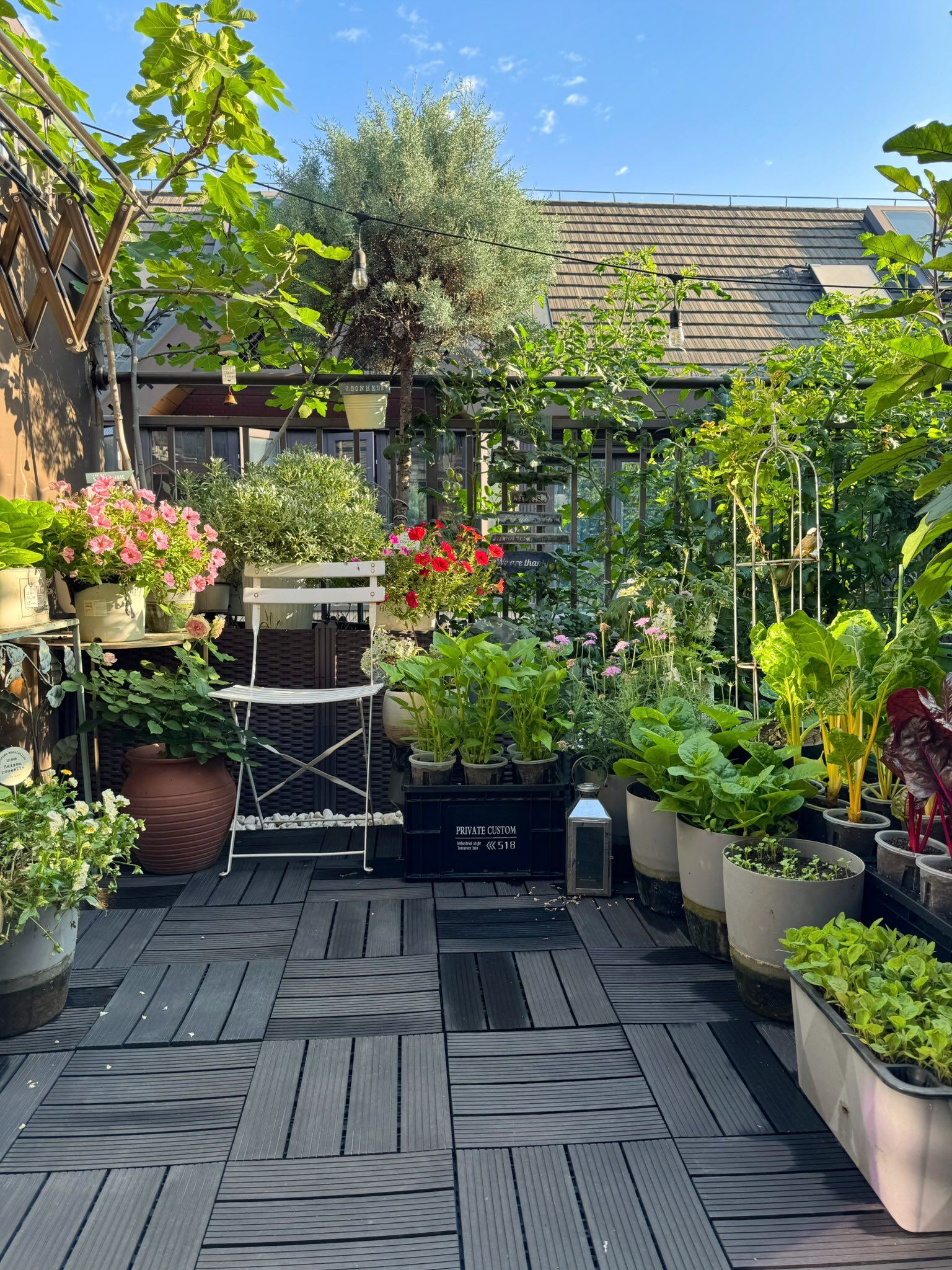 Khu vườn trên ban công 20m² của mẹ Việt ở Thượng Hải: Xuân hoa nở rực rỡ, hè rau xanh mơn mởn - 3