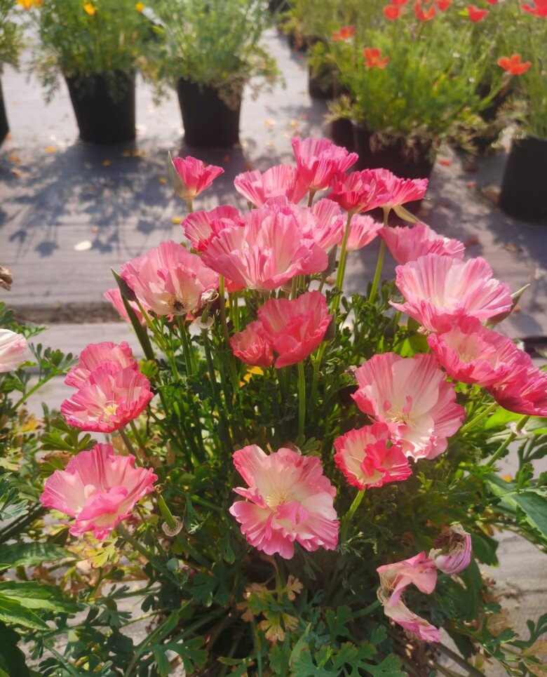 Loài hoa dại lên đời thành cây cảnh, đẹp chẳng kém hoa hồng, nở từ xuân đến thu, trồng một lần ngắm cả đời - 2