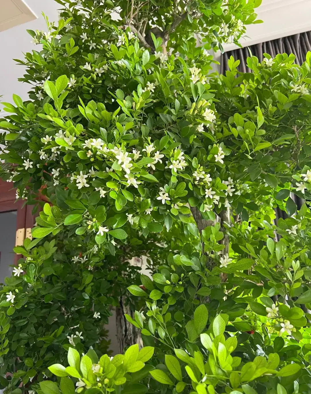 Loài hoa được ví “đắt hơn vàng”, thơm gấp 10 lần mộc hương, nở hoa suốt 7 tháng trong năm - 3