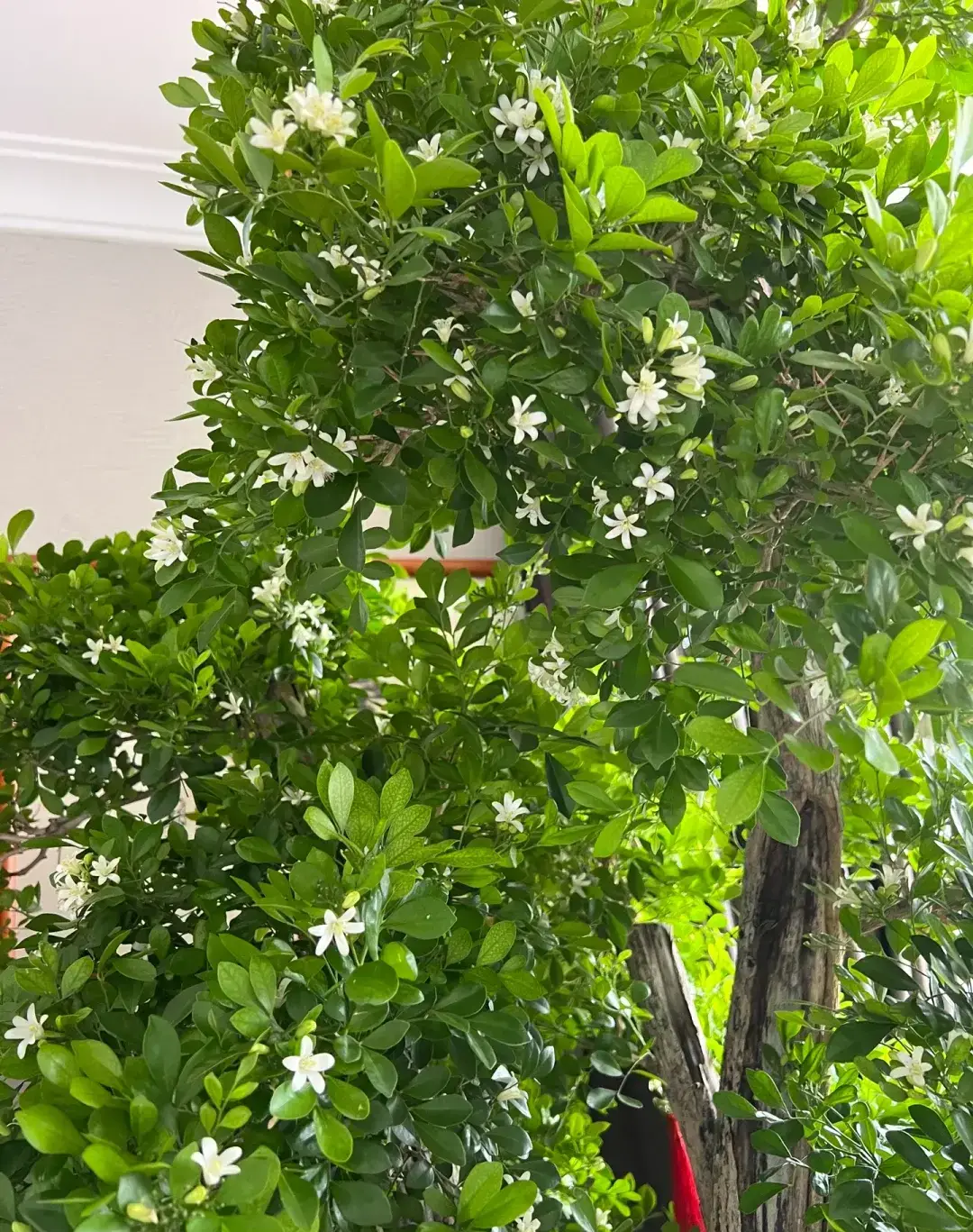 Loài hoa được ví “đắt hơn vàng”, thơm gấp 10 lần mộc hương, nở hoa suốt 7 tháng trong năm - 6