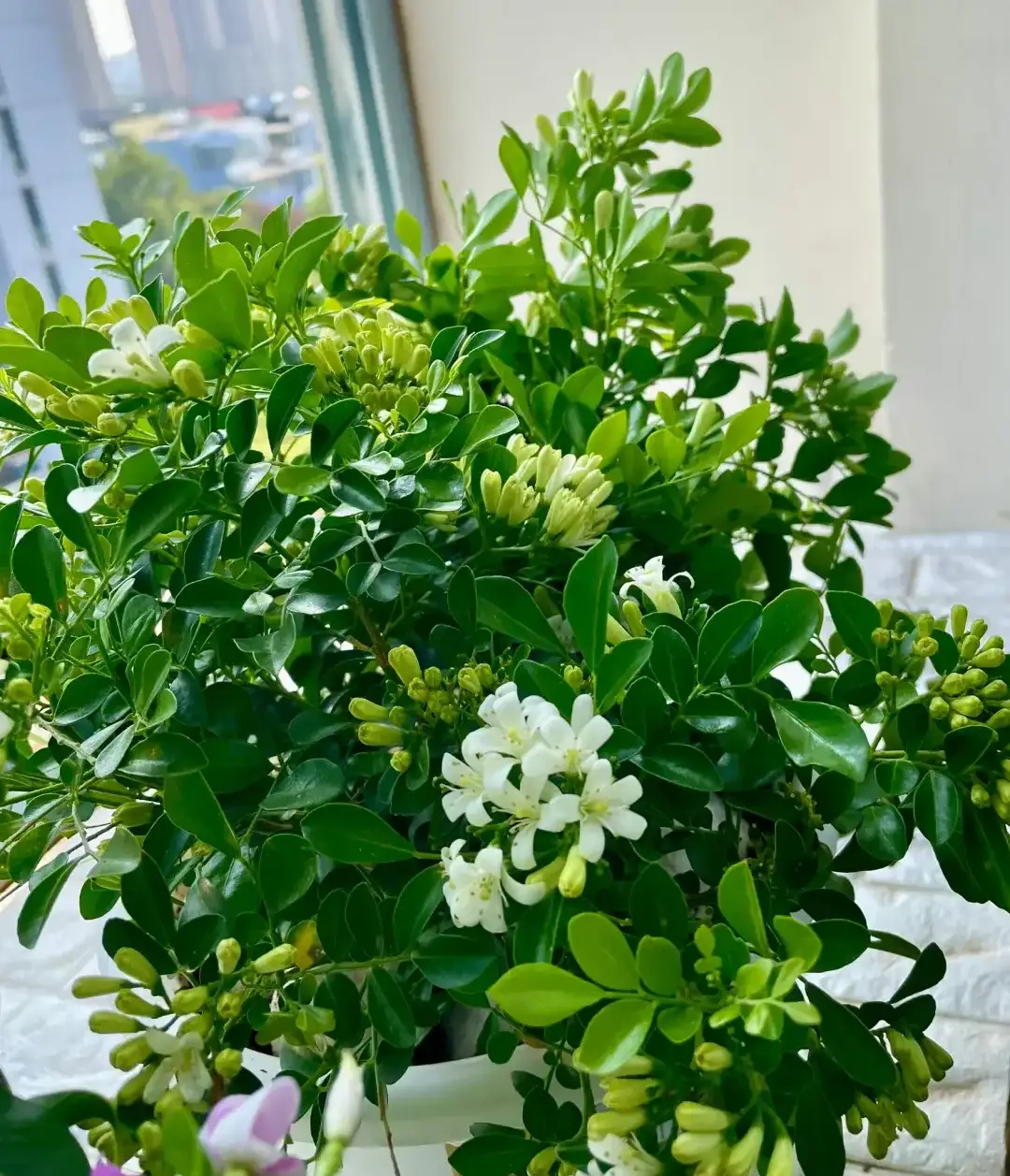 Loài hoa được ví “đắt hơn vàng”, thơm gấp 10 lần mộc hương, nở hoa suốt 7 tháng trong năm - 4