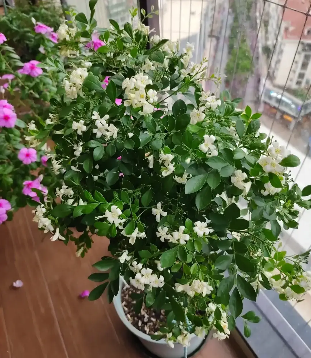 Loài hoa được ví “đắt hơn vàng”, thơm gấp 10 lần mộc hương, nở hoa suốt 7 tháng trong năm - 5