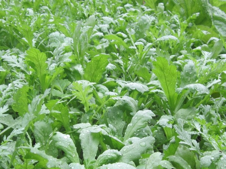 Loại “rau hoàng đế” vừa dưỡng tim vừa bổ phổi cực hiệu quả, gieo hạt 30 ngày đã cho thu hoạch - 3