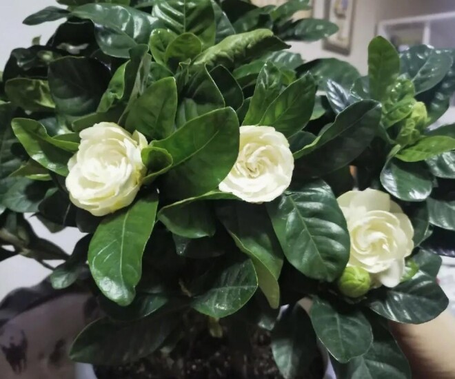 “Lộc trời” được ví đắt hơn vàng, nở đẹp hơn hoa nguyệt quế, hương thơm hơn hoa nhài, quả bán giá 300.000 đồng/kg - 1