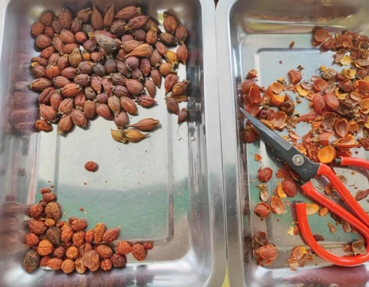 “Lộc trời” được ví đắt hơn vàng, nở đẹp hơn hoa nguyệt quế, hương thơm hơn hoa nhài, quả bán giá 300.000 đồng/kg - 4