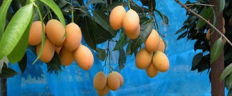 “Lộc trời” nấu canh chua ngon hơn sấu, giá 50.000 đồng/kg, trồng một cây cả họ ăn không hết lại đưa lộc vào nhà - 6