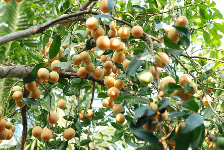“Lộc trời” nấu canh chua ngon hơn sấu, giá 50.000 đồng/kg, trồng một cây cả họ ăn không hết lại đưa lộc vào nhà - 2