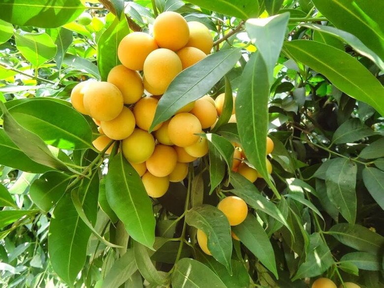“Lộc trời” nấu canh chua ngon hơn sấu, giá 50.000 đồng/kg, trồng một cây cả họ ăn không hết lại đưa lộc vào nhà - 5