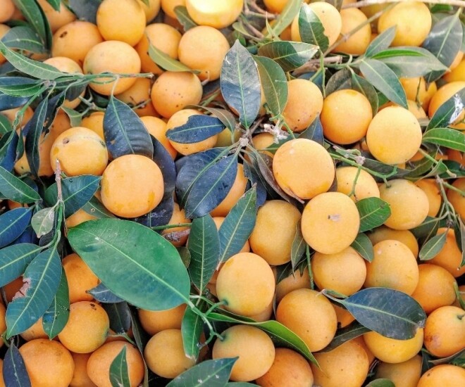“Lộc trời” nấu canh chua ngon hơn sấu, giá 50.000 đồng/kg, trồng một cây cả họ ăn không hết lại đưa lộc vào nhà - 1