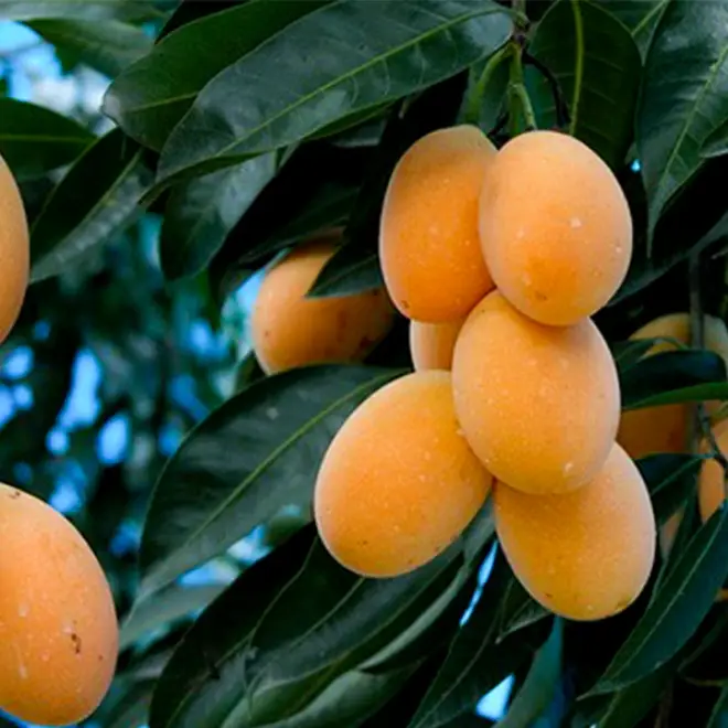 “Lộc trời” nấu canh chua ngon hơn sấu, giá 50.000 đồng/kg, trồng một cây cả họ ăn không hết lại đưa lộc vào nhà - 4