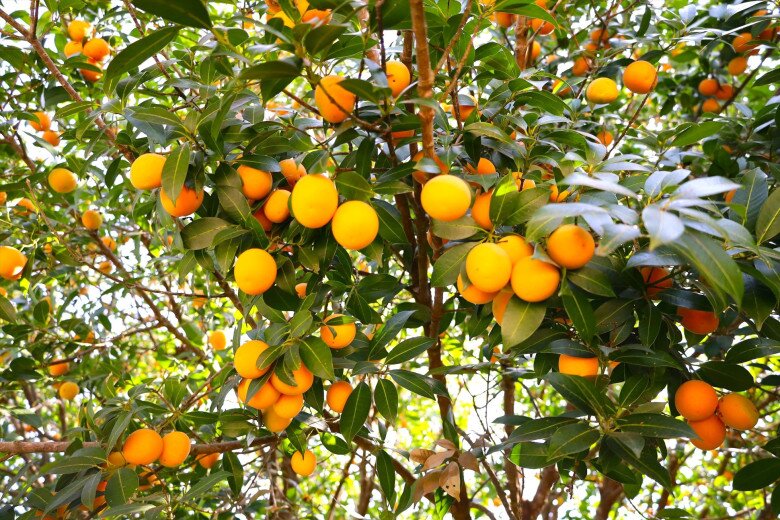 “Lộc trời” nấu canh chua ngon hơn sấu, giá 50.000 đồng/kg, trồng một cây cả họ ăn không hết lại đưa lộc vào nhà - 7
