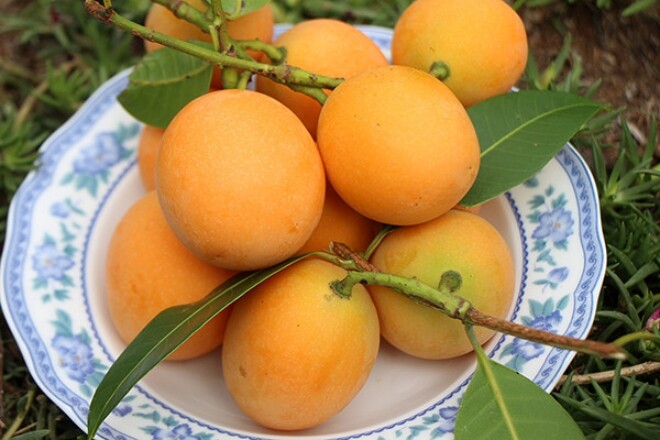 “Lộc trời” nấu canh chua ngon hơn sấu, giá 50.000 đồng/kg, trồng một cây cả họ ăn không hết lại đưa lộc vào nhà - 3