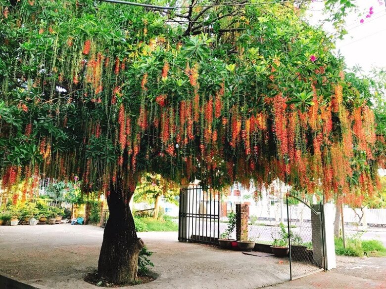 “Lộc trời” nấu canh chua ngon khó cưỡng, trồng một cây trong nhà vừa làm cảnh vừa xua tà khí, hút may mắn vào nhà - 6
