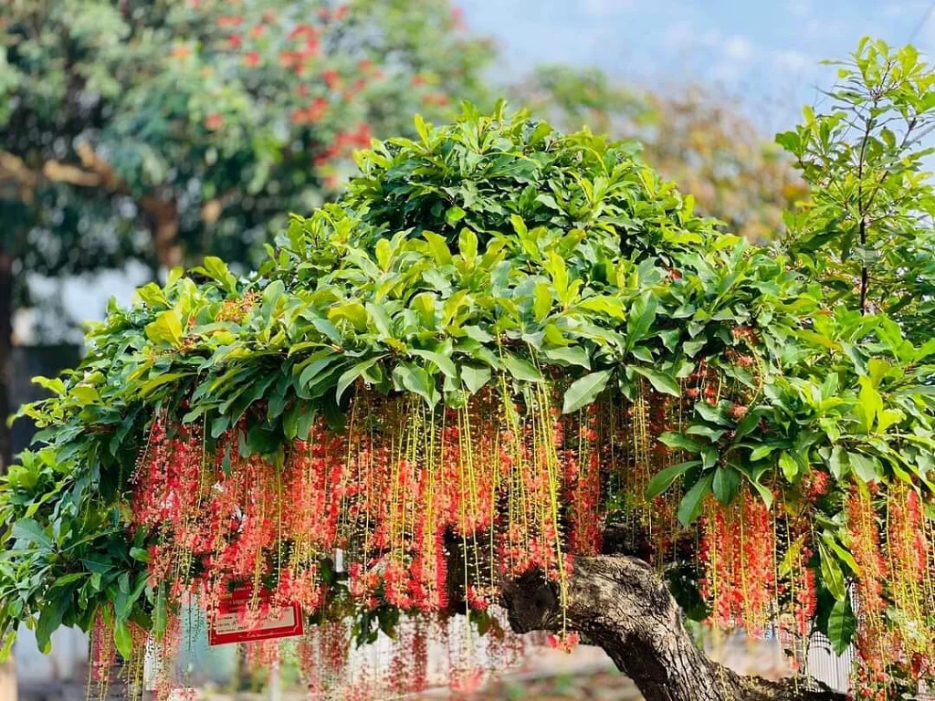 “Lộc trời” nấu canh chua ngon khó cưỡng, trồng một cây trong nhà vừa làm cảnh vừa xua tà khí, hút may mắn vào nhà - 7
