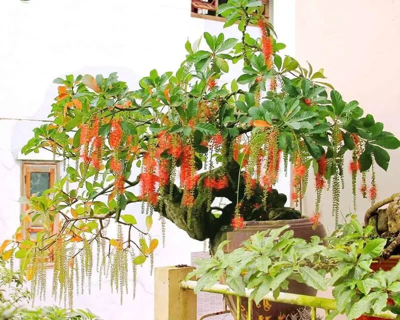 “Lộc trời” nấu canh chua ngon khó cưỡng, trồng một cây trong nhà vừa làm cảnh vừa xua tà khí, hút may mắn vào nhà - 5