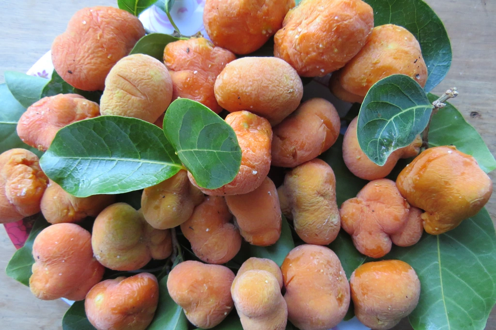 “Lộc trời” nấu canh chua ngon tuyệt đỉnh, giúp hút sạch mỡ máu, trồng một cây trước nhà vừa lấy bóng mát vừa rước lộc - 3
