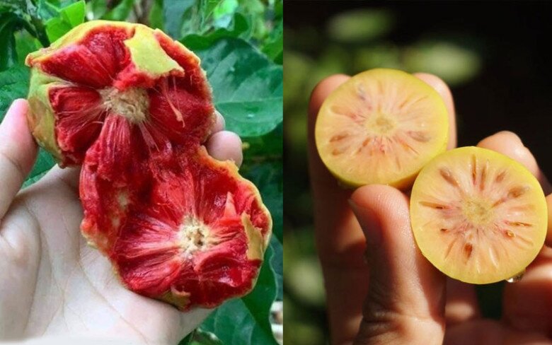 “Lộc trời” nấu canh chua ngon tuyệt đỉnh, giúp hút sạch mỡ máu, trồng một cây trước nhà vừa lấy bóng mát vừa rước lộc - 2