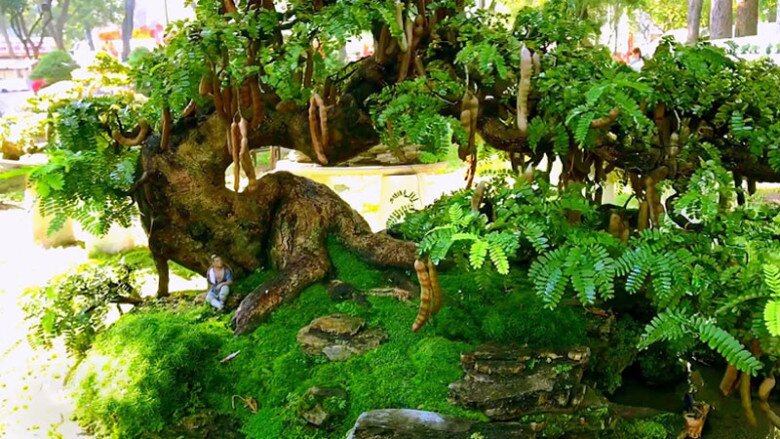 “Lộc trời” nấu canh chua tuyệt ngon, toàn thân đều làm thuốc được, trồng trong chậu giúp hút lộc vào nhà - 4