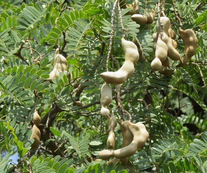 “Lộc trời” nấu canh chua tuyệt ngon, toàn thân đều làm thuốc được, trồng trong chậu giúp hút lộc vào nhà - 1