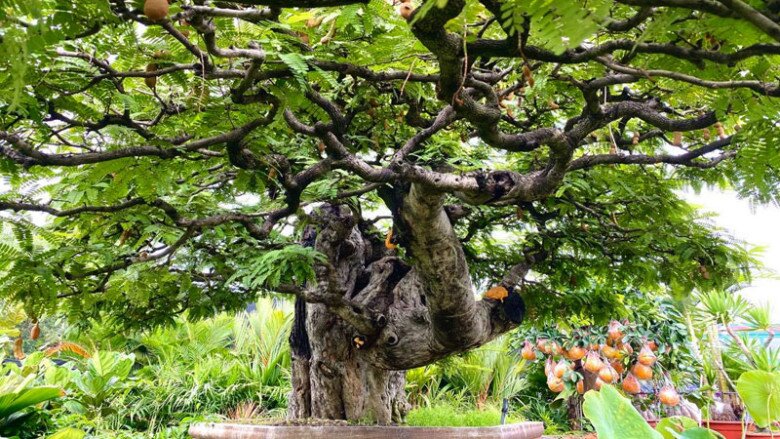 “Lộc trời” nấu canh chua tuyệt ngon, toàn thân đều làm thuốc được, trồng trong chậu giúp hút lộc vào nhà - 5