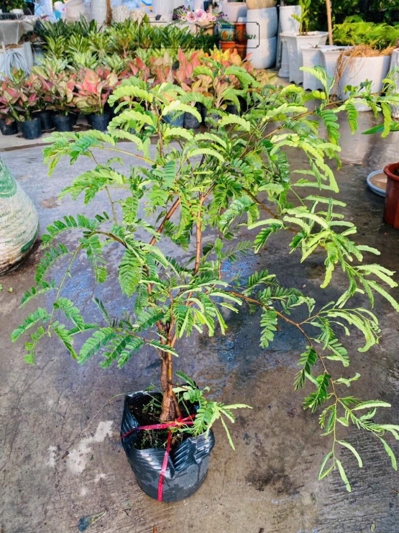 “Lộc trời” nấu canh chua tuyệt ngon, toàn thân đều làm thuốc được, trồng trong chậu giúp hút lộc vào nhà - 6