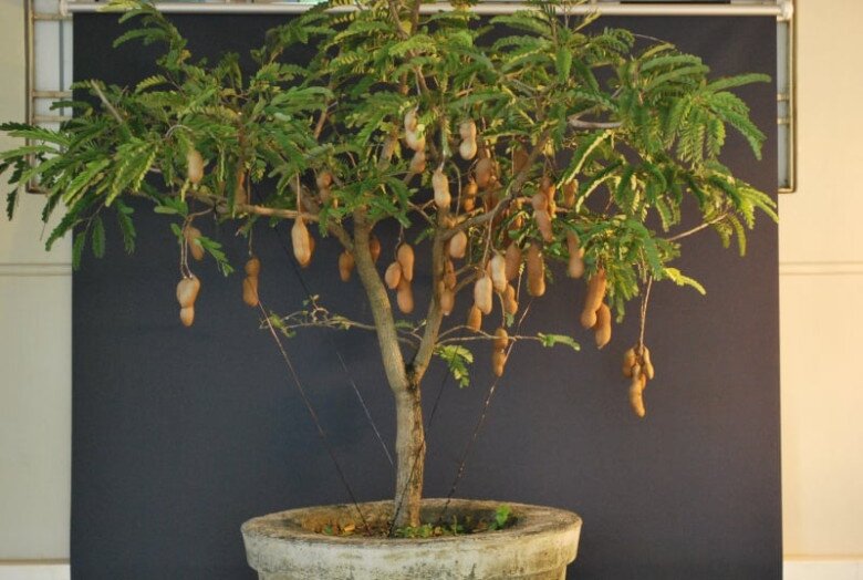 “Lộc trời” nấu canh chua tuyệt ngon, toàn thân đều làm thuốc được, trồng trong chậu giúp hút lộc vào nhà - 8