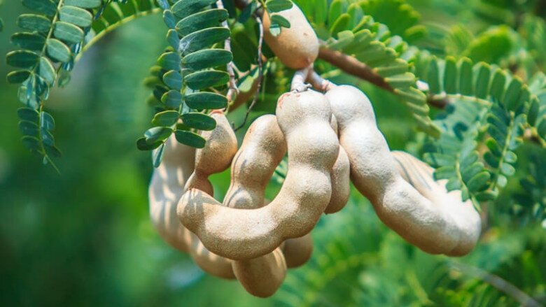 “Lộc trời” nấu canh chua tuyệt ngon, toàn thân đều làm thuốc được, trồng trong chậu giúp hút lộc vào nhà - 3