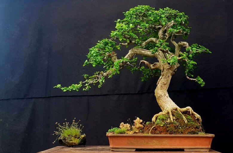 “Lộc trời” xưa mọc hàng rào giờ có tiền chưa chắc mua được, trồng cây làm cảnh trong nhà không phú cũng quý - 4