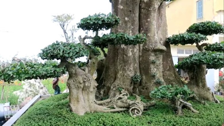 “Lộc trời” xưa mọc hàng rào giờ có tiền chưa chắc mua được, trồng cây làm cảnh trong nhà không phú cũng quý - 6