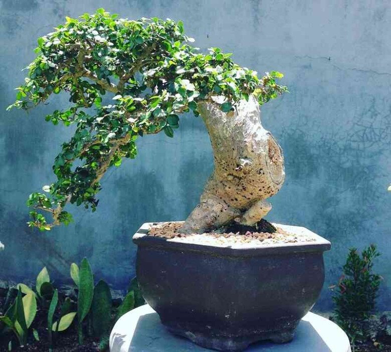 “Lộc trời” xưa mọc hàng rào giờ có tiền chưa chắc mua được, trồng cây làm cảnh trong nhà không phú cũng quý - 5