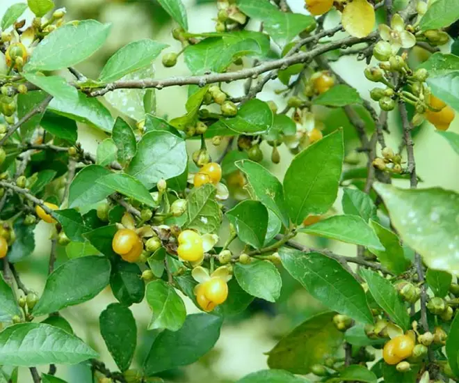 “Lộc trời” xưa mọc hàng rào giờ có tiền chưa chắc mua được, trồng cây làm cảnh trong nhà không phú cũng quý - 1