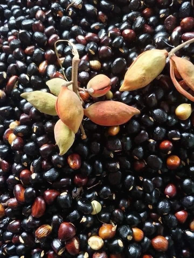 “Lộc trời” xưa rụng đầy gốc không ai ăn, giờ thành đặc sản giá 45.000/kg, trồng một cây trước cổng cho bóng mát, đón lộc vào nhà - 2