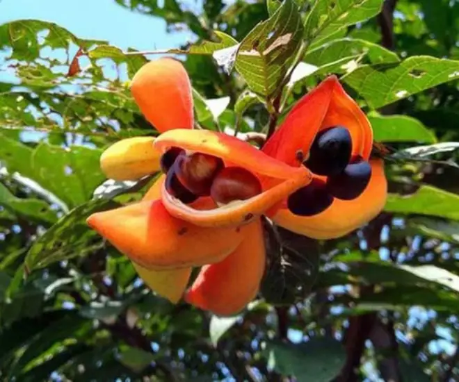 “Lộc trời” xưa rụng đầy gốc không ai ăn, giờ thành đặc sản giá 45.000/kg, trồng một cây trước cổng cho bóng mát, đón lộc vào nhà - 1