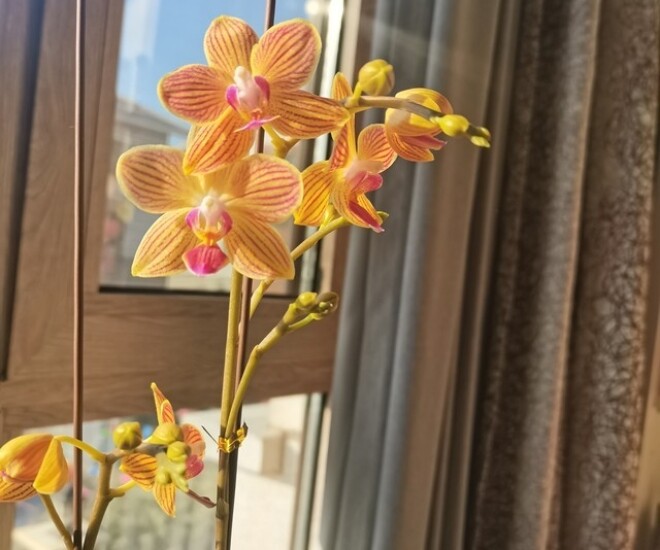 Mùa hè chăm lan hồ điệp theo 6 quy tắc này, cây liên tục mọc lá mới, thậm chí trổ bông khoe sắc - 1