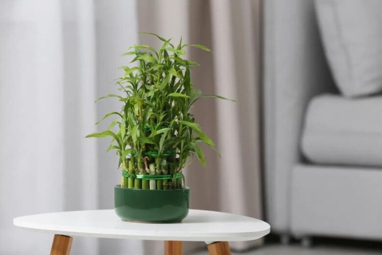 Ngày càng nhiều người cho cây trúc phát tài vào danh sách đen, hóa ra vì 4 lý do này - 3