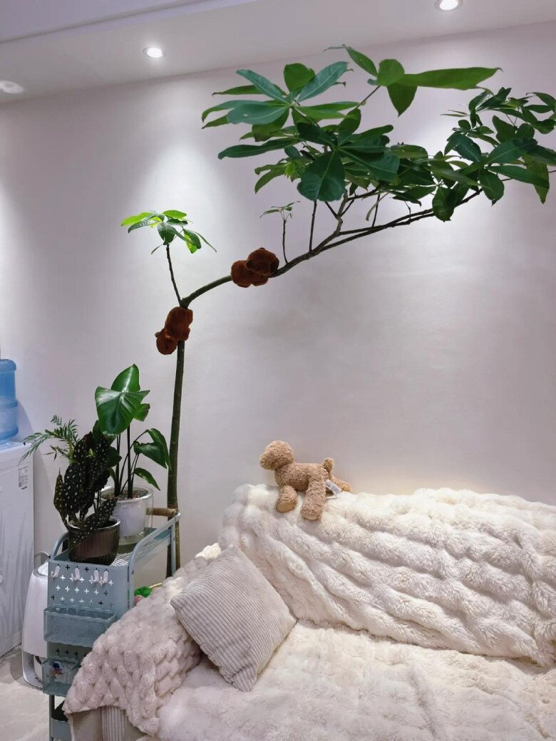 Ngày càng nhiều người đưa cây kim ngân vào &#34;danh sách đen&#34;, đây là 5 lý do bạn nên biết - 2