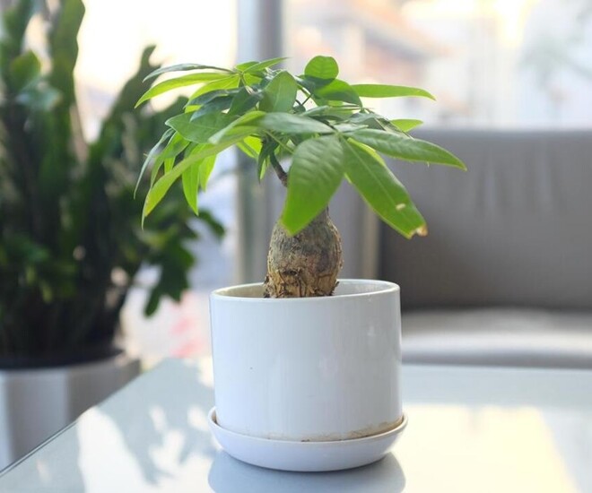 Ngày càng nhiều người đưa cây kim ngân vào &#34;danh sách đen&#34;, đây là 5 lý do bạn nên biết - 1