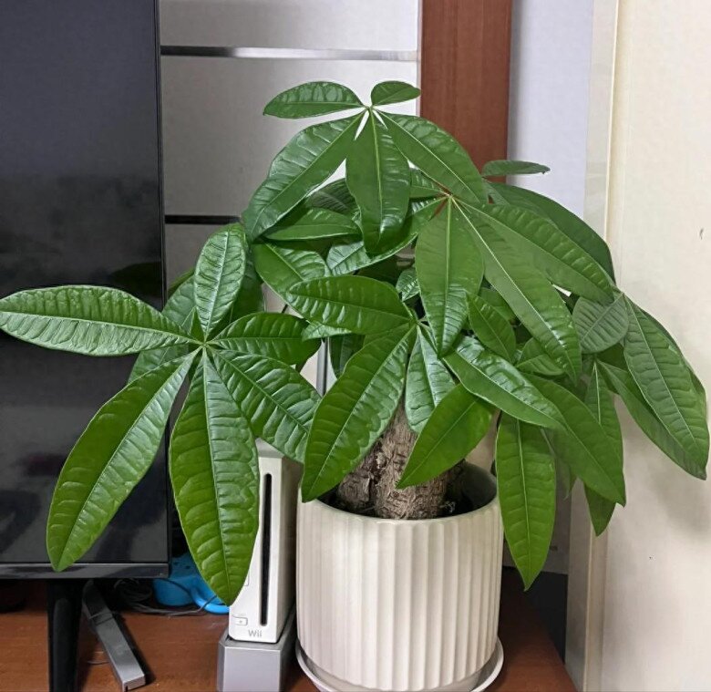 Ngày càng nhiều người đưa cây kim ngân vào &#34;danh sách đen&#34;, đây là 5 lý do bạn nên biết - 5