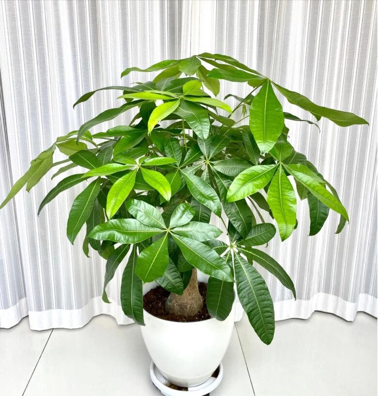 Ngày càng nhiều người đưa cây kim ngân vào &#34;danh sách đen&#34;, đây là 5 lý do bạn nên biết - 3