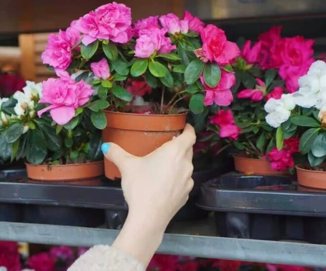 Ngày càng nhiều người không trồng hoa đỗ quyên trong nhà, đây không phải mê tín - 1