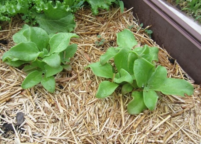 Rau kim cương từng mọc hoang giờ thành đặc sản giá 120.000 đồng/kg, chống oxy hóa cực tốt, trồng 2 tháng cho thu hoạch - 6