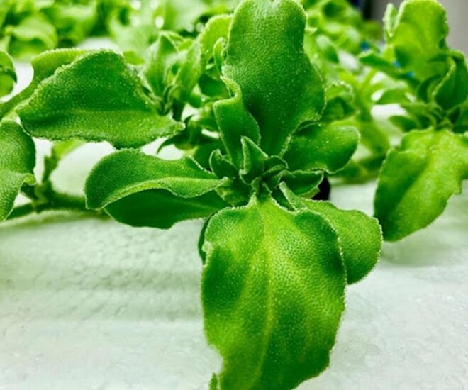 Rau kim cương từng mọc hoang giờ thành đặc sản giá 120.000 đồng/kg, chống oxy hóa cực tốt, trồng 2 tháng cho thu hoạch - 1