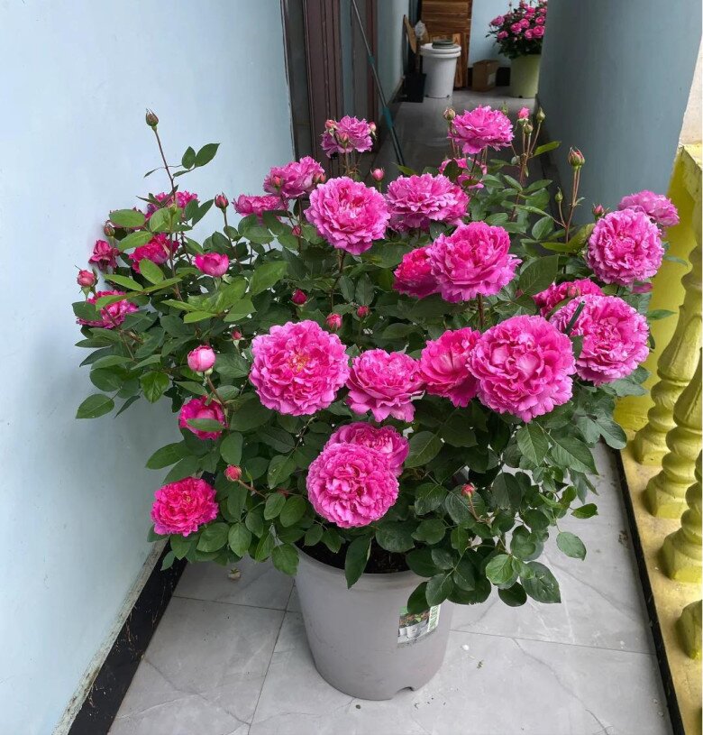 Sau 10 năm trồng hoa hồng, giờ tôi mới hiểu tại sao nhiều người loại bỏ nó khỏi vườn, hóa ra vì 4 lý do này - 3
