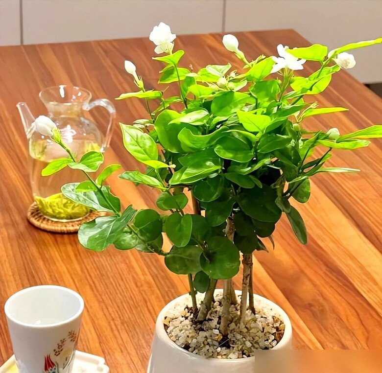 Tại sao ngày càng nhiều người đưa hoa nhài vào “danh sách đen” dù nó vừa đẹp vừa thơm? Hóa ra vì 5 lý do này - 4