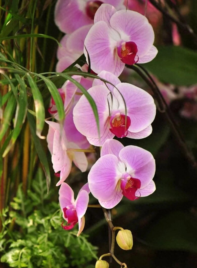 Tại sao ngày càng nhiều người đưa lan hồ điệp vào danh sách đen? Đây là 5 lý do - 4
