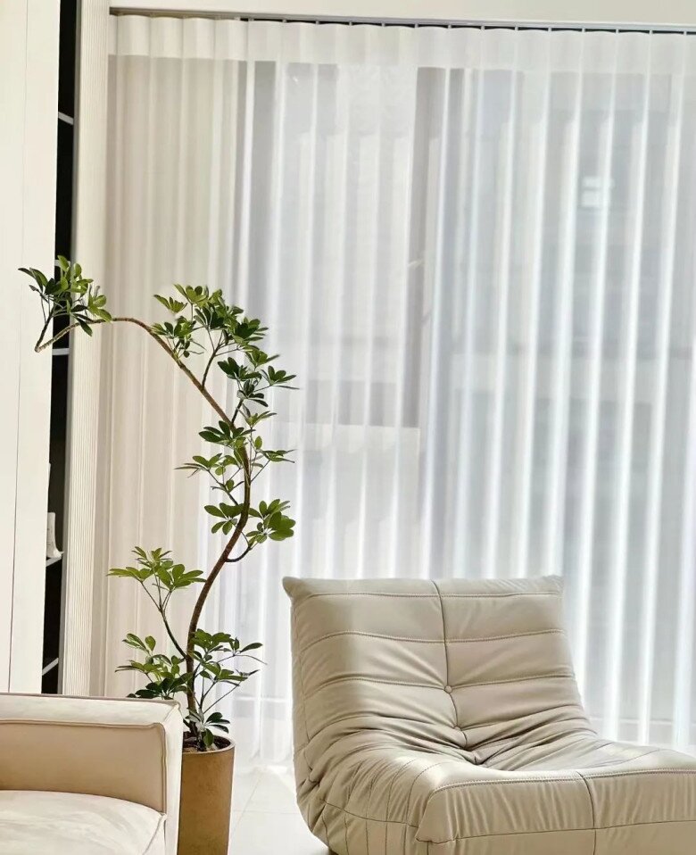 Tại sao người giàu thích trồng cây ngũ gia bì trong phòng ngủ? Biết lý do tôi cũng trồng một chậu - 2